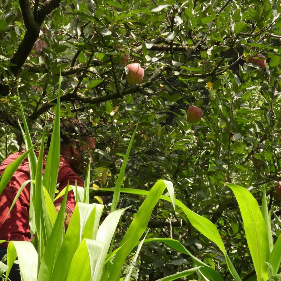 The Royal Orchard Kasol Hotel Buitenkant foto